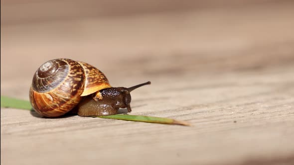 Beautiful Land Huge Snail Crawls Along Green Leaf on Wooden Background on Sunny Day