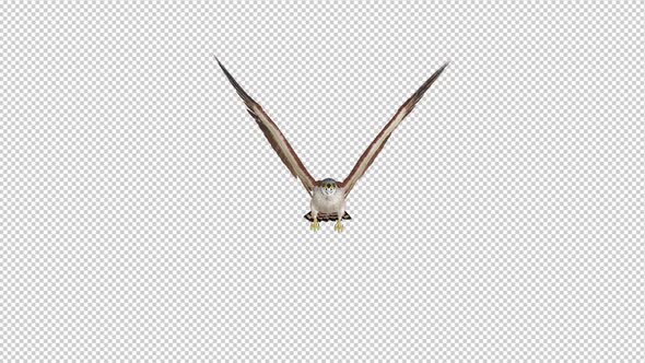 American Kestrel - Flying Loop - Front View