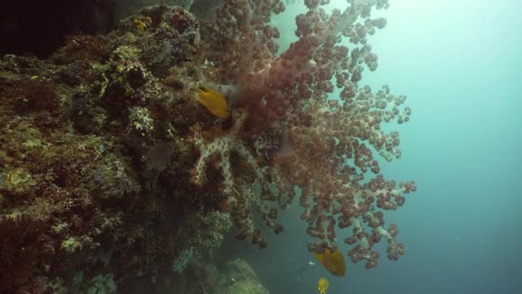 Coral Reef and Tropical Fish alt