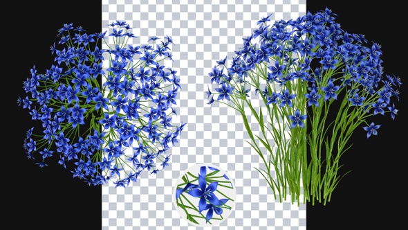 Growing Dietes Flowers alt