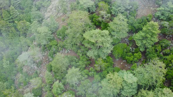 Drone Flies Over a Beautiful Dramatic Coniferous Forest Covered with Fog alt