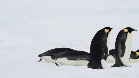 Emperor Penguins on the Snow in Antarctica