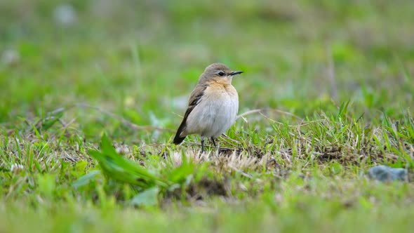Northern Wheatear alt