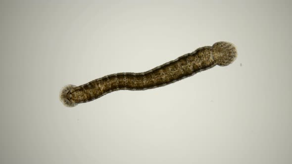 Leech. Fish Leech Piscicola Under the Microscope alt