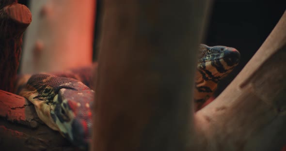 Two Lace monitor lizards, also known as tree goanna, behind the tree branches. alt