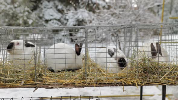 Domistic Animal White Rabbits with Black Ears in Cell on Animals Market