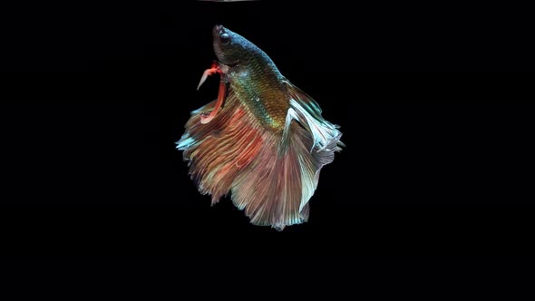 Multi-color Siamese fighting fish alt