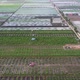 4K landscape aerial view over rice paddy field shortly after after sowing - VideoHive Item for Sale