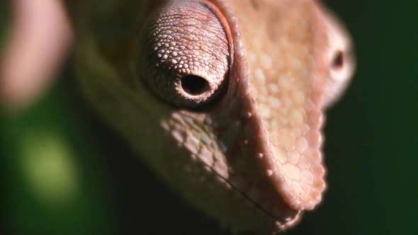 Chameleon wiggles his eyes in slow motion close-up. Reptile pattern.