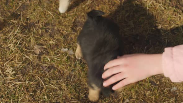 Child's Hand Playing with Puppies
