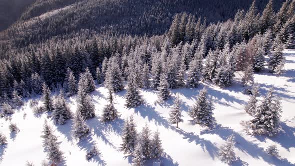 Aerial Crane Shot of Forest Covered in Snow at Sunrise