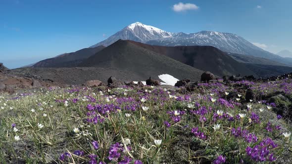 Flowers Growing on Volcanic Slag on Background of Volcanoes