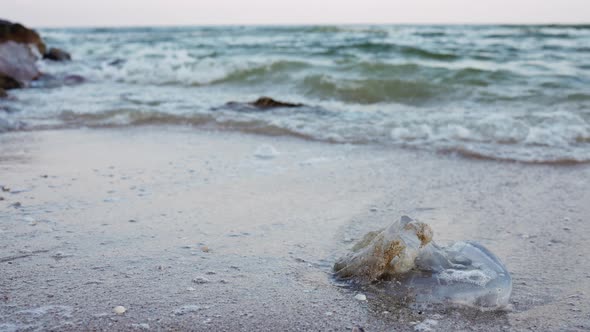 Dead Jellyfish Lie on a Sandy Shore Signed By Water on the Sea of Azov alt