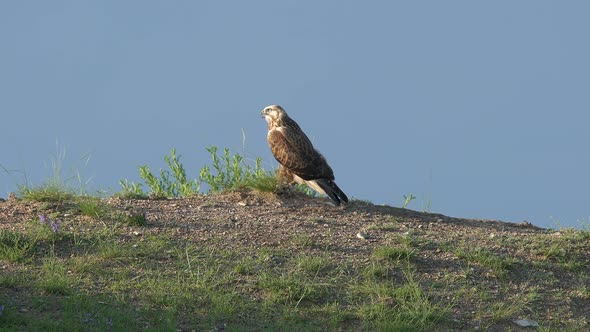 Hunter Predator Hawk is Bird of Prey in Genus Buteo alt