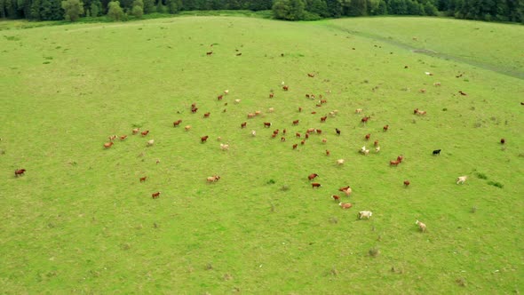 Drone Aerial Shot Camera Turns Around Grazing Cows in the Green Meadow with Hills and Forest on the alt