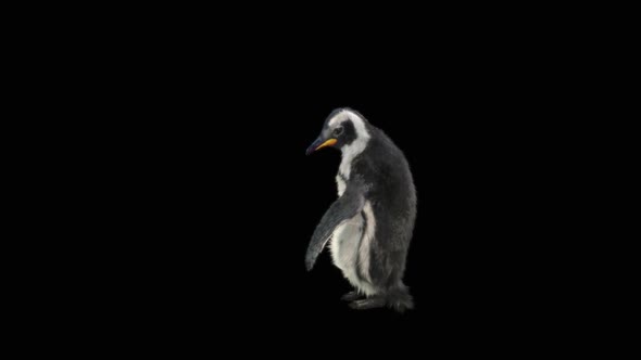 Penguin Dancing HD alt