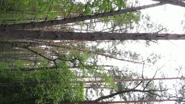 Vertical Video of a Beautiful Green Pine Forest on a Summer Day Slow Motion alt