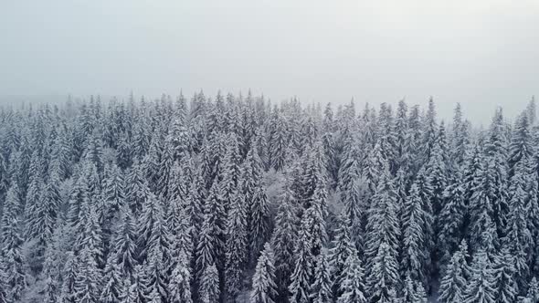 Aerial Flying Above Winter Forest in Mountain Valley