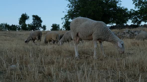 Sheep Grazing Field alt