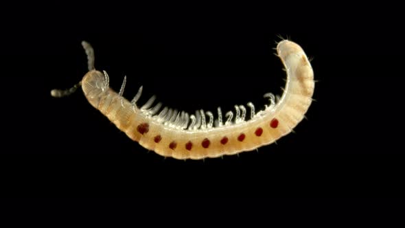 Diplopoda Millipede Under a Microscope, Family Blaniulidae, Squad Julida alt
