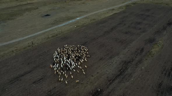 Flock of Sheep is Chasing Dog Eco Hotel on the Banks of River View of Mountains
