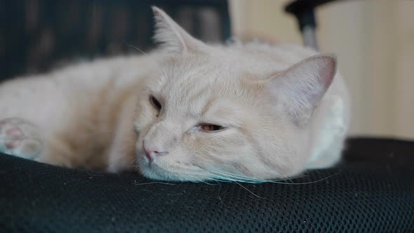 Shot of a sleepy brown cat lying on a chair