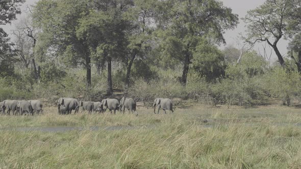 Elephant Herd Going into Forest
