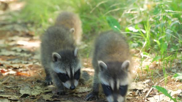 3 Cute Baby Raccoons Walk Towards Camera On Dirt Ground In Summer