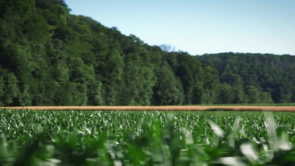 Flying over tops of green corn plants. alt
