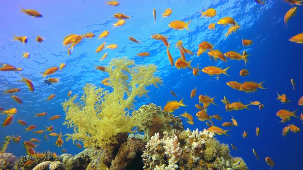 Underwater Tropical Colourful Reef alt