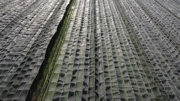 Aerial view of plastic greenhouse on apple orchard. Plant cultivation in organic farming alt