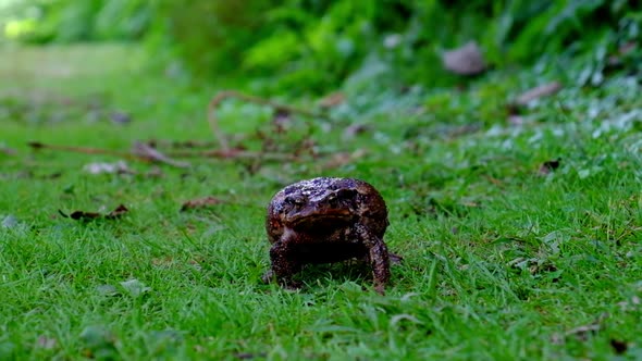 Big Frog on the Green Grass