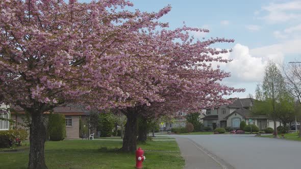 Cherry Blossom in a Residential Suburban Neighborhood alt