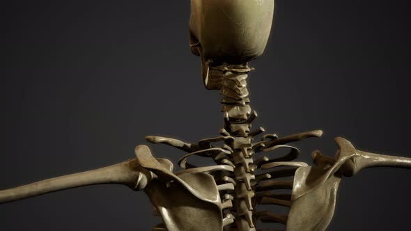 Bones Of The Human Skeleton Motion Graphics Videohive 1157