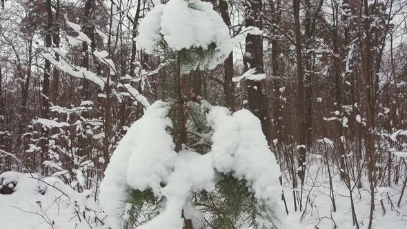 Small Fir Tree Covered with White Snow, Snowfall.