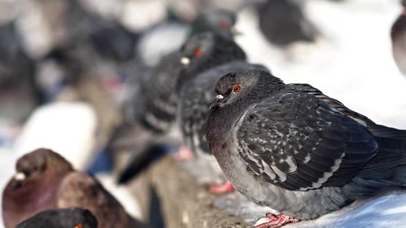 A Flock of Pigeons Sits on the Curb alt