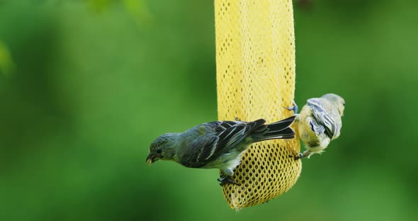 Small birds eating seeds from bird feeder