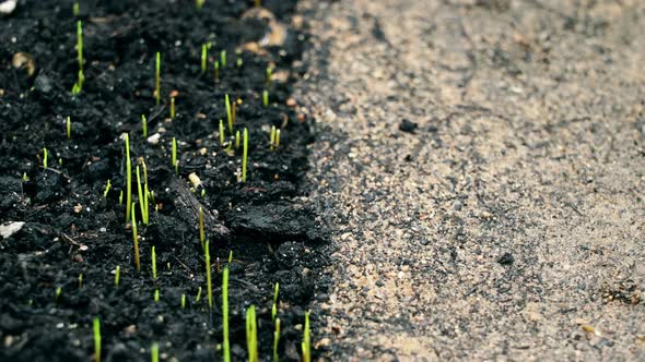 Germination, Growing Green Grass with No Life Asphalt in Contrast