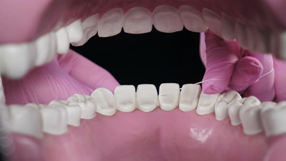 Showing or Teaching on Model How to Care Teeth with Tooth Flossing alt