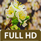 Plum Flower Time Lapse - VideoHive Item for Sale