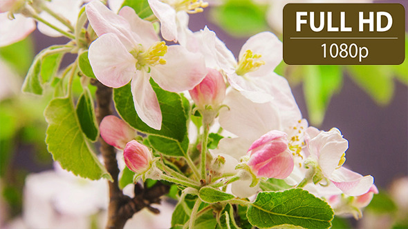 Apple Flower Blossoms alt