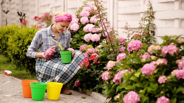 Smiling Woman Dig Flowers in Pots on the Background of Pink Hydrangea. Concept of Growing Flowers alt