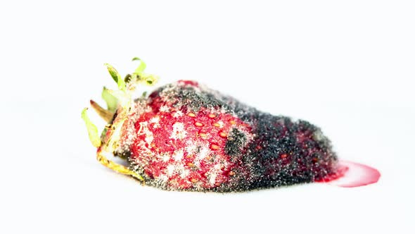 Red Strawberry Rotting on White Background. Time Lapse Shot of Red Berry rots. Time-lapse Fruit  alt