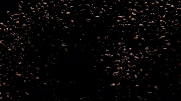 Fragrant Coffee Grains Flying on Black Background alt