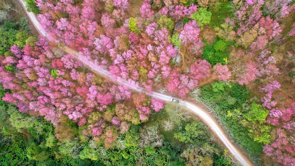 Drone fly over Wild Himalayan Cherry Blossom (Prunus cerasoides) alt