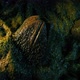 Alien Egg Pod In Slimy Nest - VideoHive Item for Sale