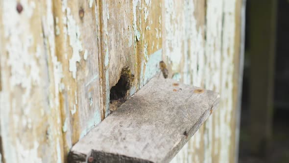 Honey Bees Fly Near Their Wooden Hive. They Convert Nektar Into Honey alt