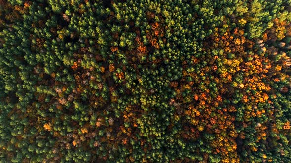 Autumn forest, aerial zoom-in