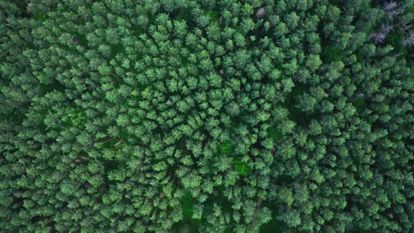 Aerial View Treetops In The Forest alt