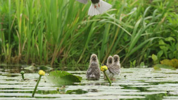 Three hungry hatchlings wait with open mouths to be fed by black stern alt